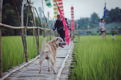 Dog walking on field