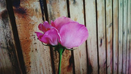 Close-up of pink flower on wood