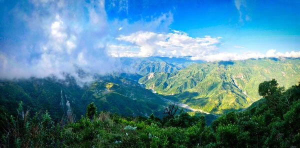 Panoramic view of forest against sky