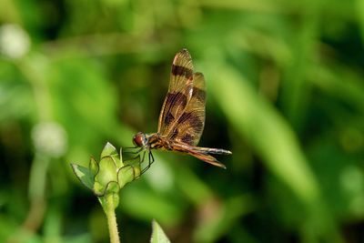 Close-up of butterfly pollinating flower