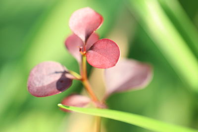 Close-up of pink flowering plant