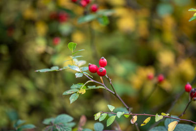 Close-up of red berries growing on plant