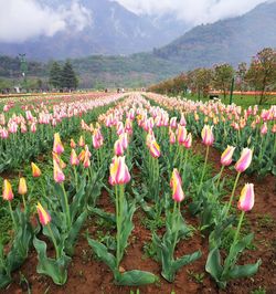 Pink tulips growing on field against sky