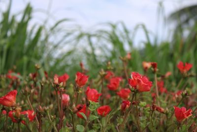 Close-up of red flowering plants on field