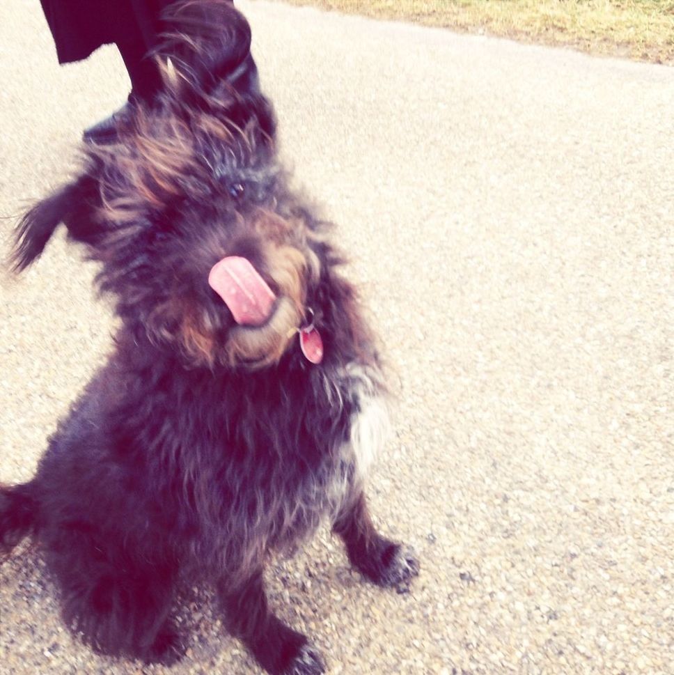 animal themes, domestic animals, one animal, mammal, pets, dog, animal hair, high angle view, sticking out tongue, mouth open, full length, street, canine, day, outdoors, relaxation, close-up, no people, zoology, young animal