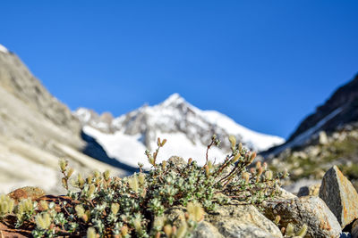 Salix retusa, only found in the european alps. aletschhorn, bernese alps, switzerland in background.