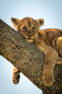 Close-up portrait of lion cub on tree trunk