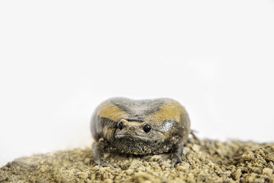 Close-up of lizard on rock against white background