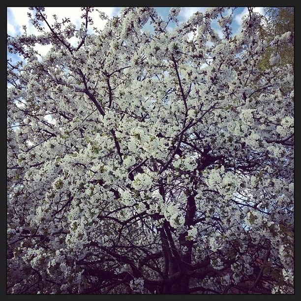 flower, tree, branch, growth, freshness, cherry blossom, transfer print, blossom, beauty in nature, cherry tree, nature, fragility, low angle view, auto post production filter, springtime, in bloom, white color, fruit tree, blooming, botany