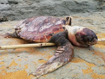 High angle view of tortoise on rock