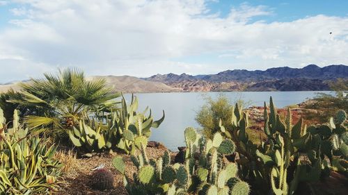 Panoramic view of cactus plants against sky