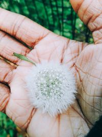 Close-up of cropped hand holding plant