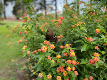 Butterfly on flower