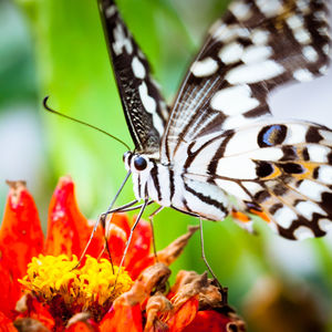 Close-up of butterfly pollinating on flower