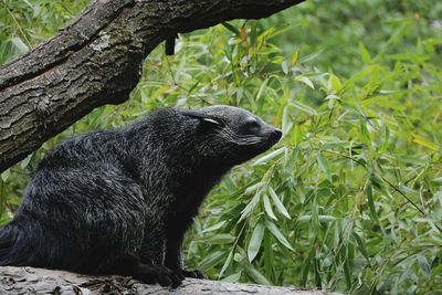 Relaxing on a tree