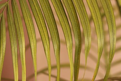 Close-up of palm leaves