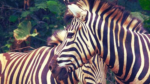 View of two zebras