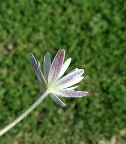 Close-up of purple flowering plant