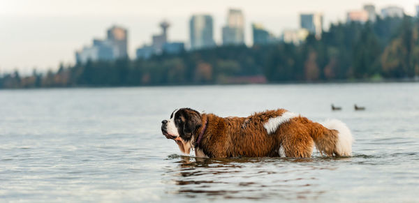 Dog swimming in sea against sky