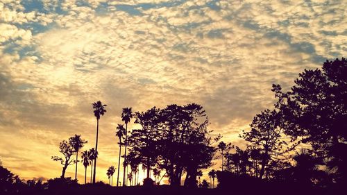 Low angle view of silhouette trees against sky during sunset