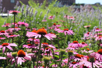 Close-up of pink flowering plants in park