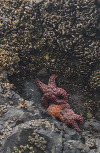 Starfish on rock