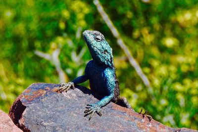 Close-up of iguana on rock outdoors