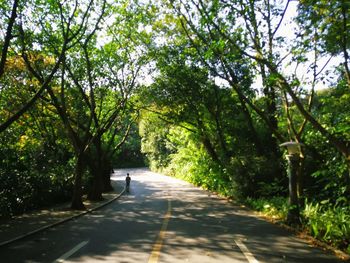 Empty road amidst trees in forest