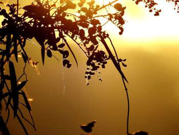 Close-up of silhouette tree against sky during sunset