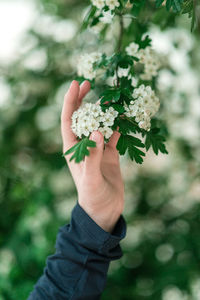 Close-up of hand holding flowering plant