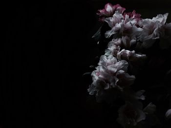 Close-up of flower over black background