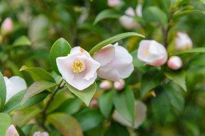 Close-up of white flowering plant