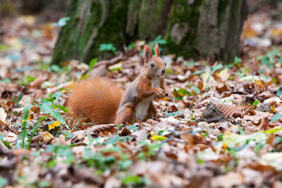 Squirrel on a field