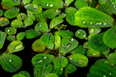 Full frame shot of raindrops on leaves