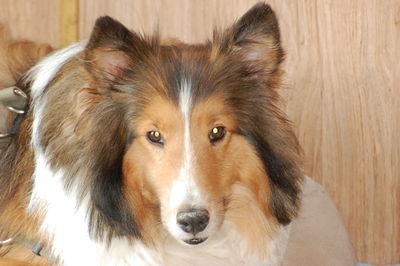 Close-up portrait of dog