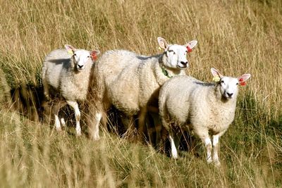 Sheep in grass