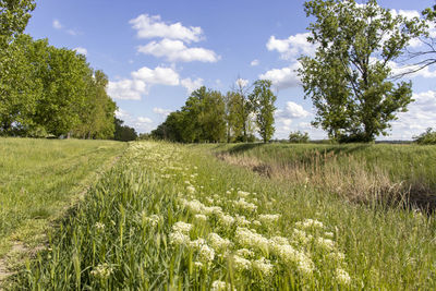 Scenic view of trees on field against sky