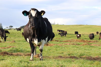 Cows grazing in a field