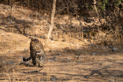 View of a cat on ground