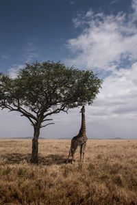 Tree in a field