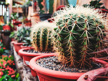 Close-up of cactus in potted plant
