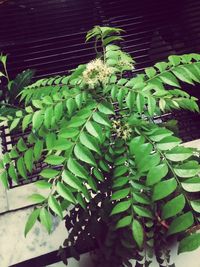 Leaves on plant