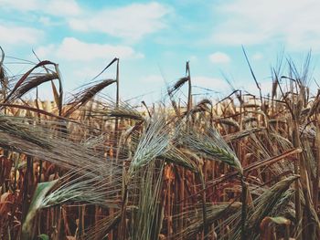 Close-up of stalks in field against sky