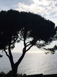 Silhouette tree by sea against sky