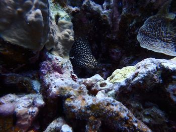 Close-up of fish underwater