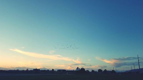 Birds flying against sky