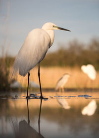 Great egret at lakeshore