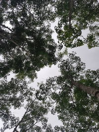 Low angle view of trees against sky