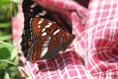 Close-up of butterfly