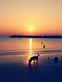 Silhouette dog standing on shore at beach against sky during sunset